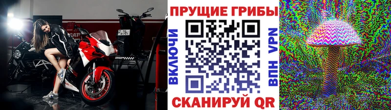 наркотики  Таштагол  Псилоцибиновые грибы GOLDEN TEACHER 